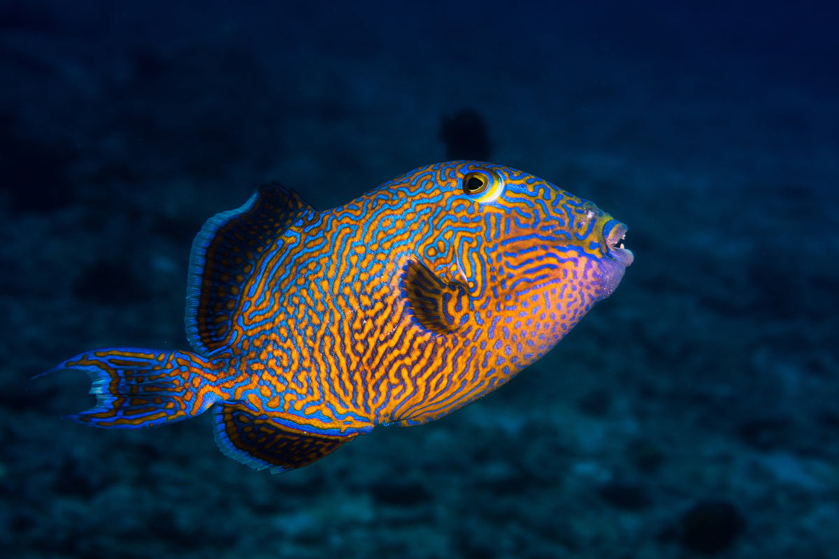 framedcanvas-print-blue-triggerfish