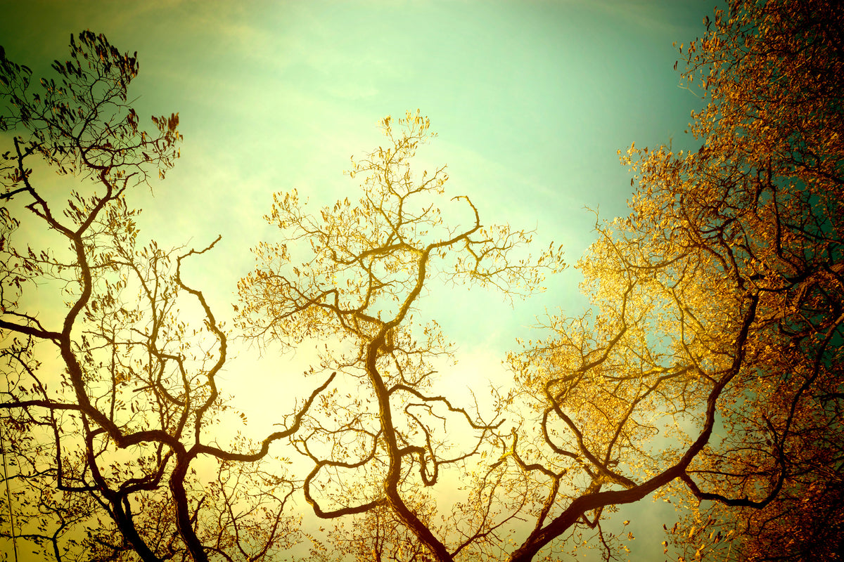 modern-3-piece-acrylic-print-autumn-trees-ii