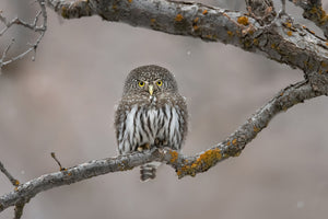 framedposter-print-little-guy-in-the-snow-x