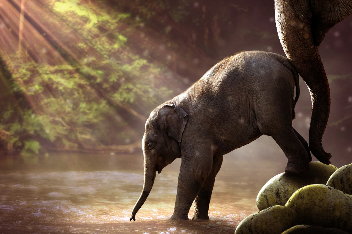 3-piece-canvas-print-the-elephant-baby