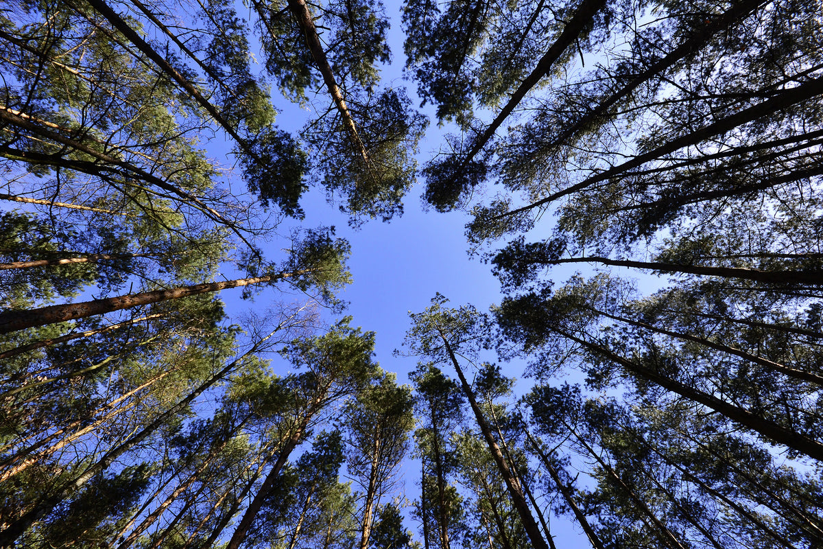 modern-3-piece-aluminium-print-under-high-treetops