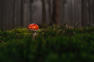 3-piece-canvas-print-a-mushroom-in-the-forest