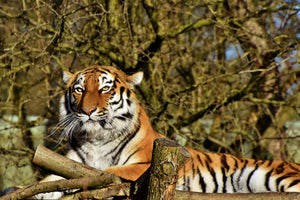 3-piece-aluminium-print-proud-tiger
