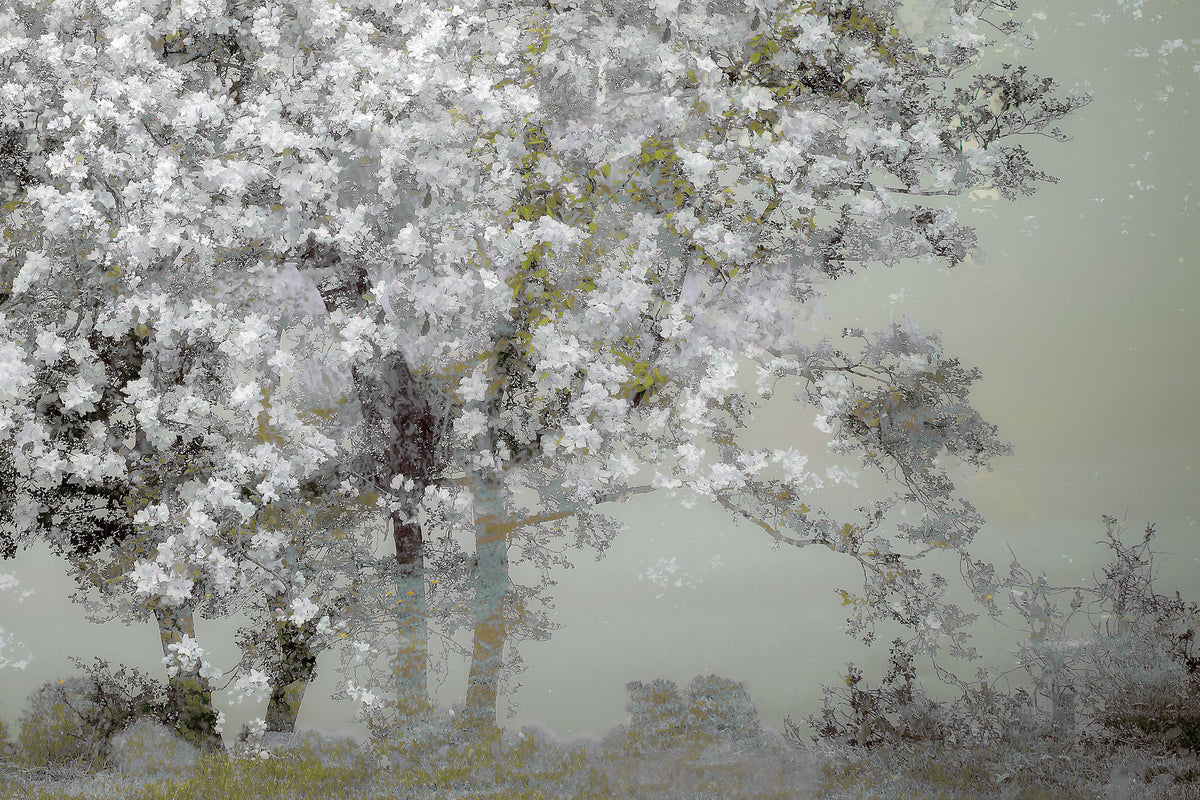 canvas-print-spring-xep