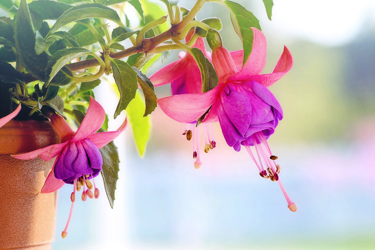 framedcanvas-print-the-fuchsias