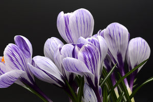 acrylic-print-the-crocus