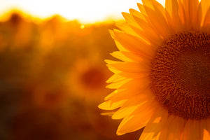 3-piece-acrylic-print-macro-sunflower