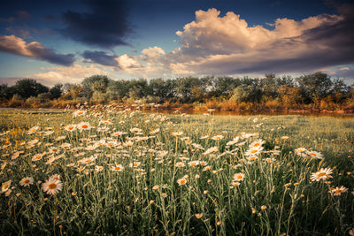 poster-print-the-ox-on-the-river