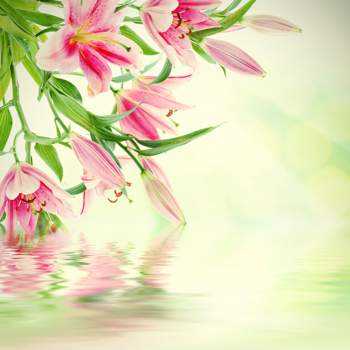 aluminium-print-lilies-on-water