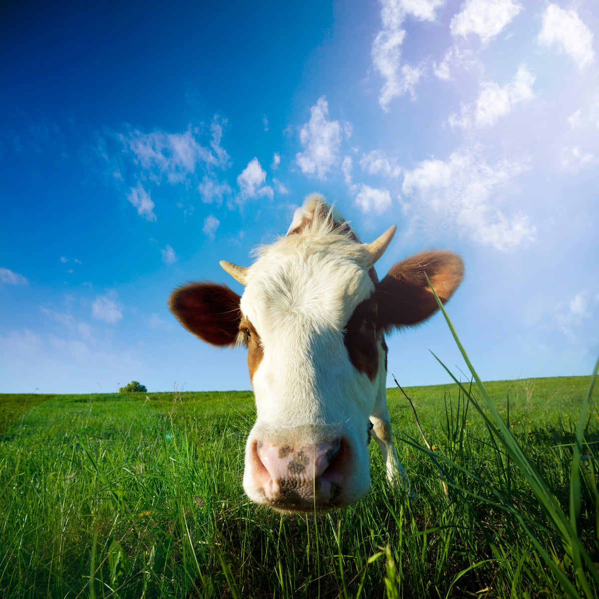 9-piece-aluminium-print-the-cow