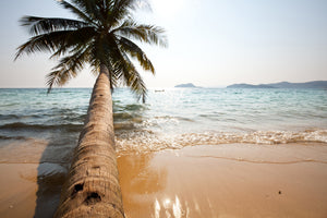 framedposter-print-palm