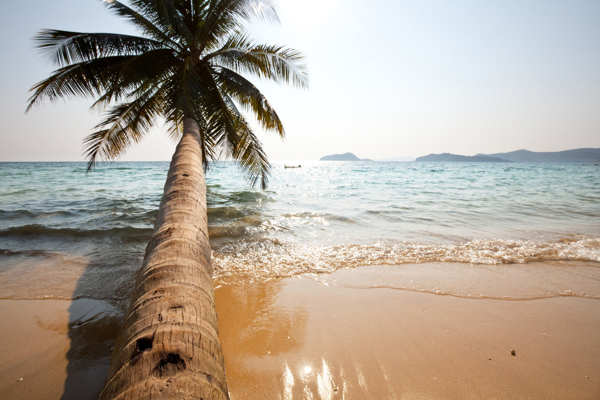 framedposter-print-palm