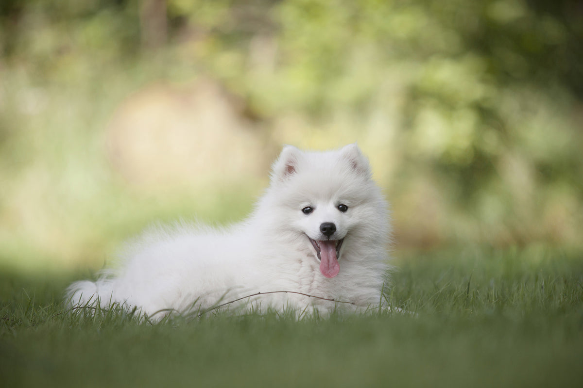framedposter-print-cute-spitz-puppy