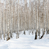 9-piece-canvas-print-birch-forest-tracks-in-snow