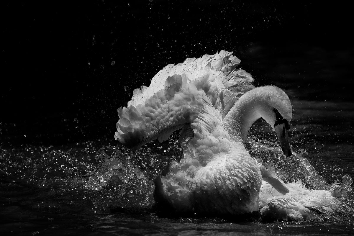 canvas-print-in-motion