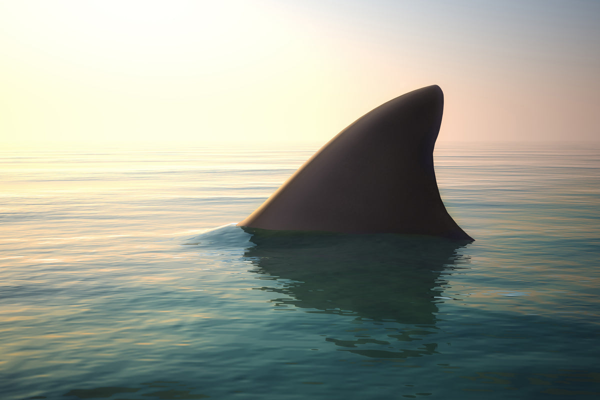 aluminium-print-shark-fin