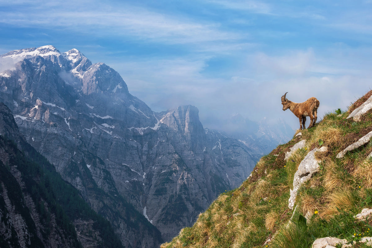 canvas-print-alpine-ibex-in-the-mountains-x