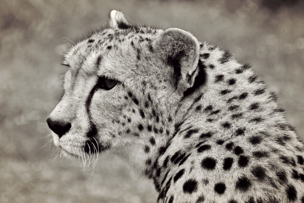 3-piece-aluminium-print-beautiful-cheetah