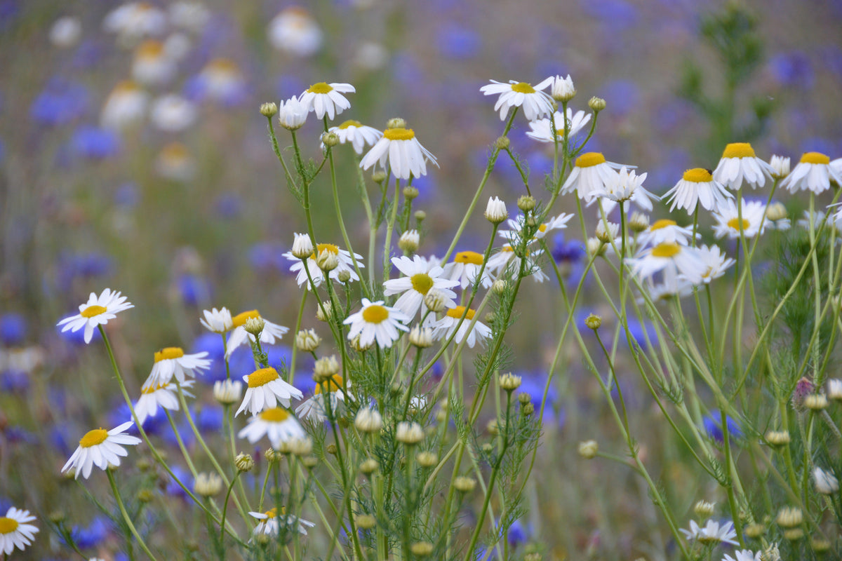 canvas-print-wild-flower-meadow
