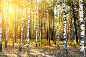 3-piece-acrylic-print-birch-forest