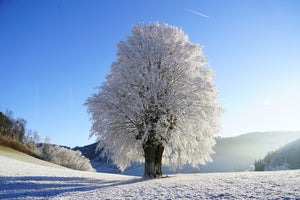 canvas-print-winter-fairy-tale