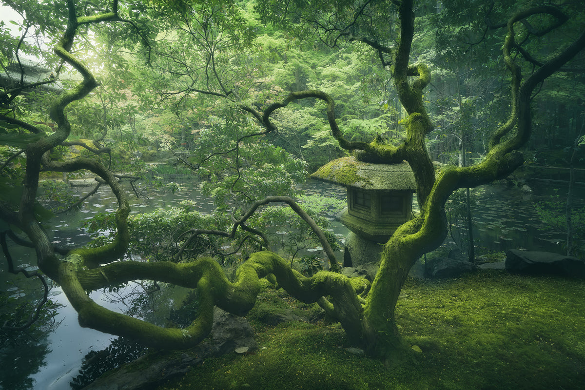 aluminium-print-japanese-tree-x