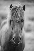 framedposter-print-horse-being-at-the-corridor