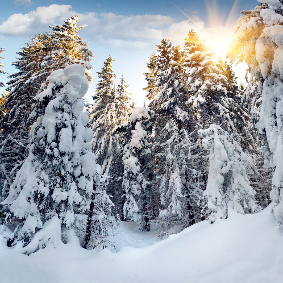 4-piece-acrylic-print-fir-in-snow