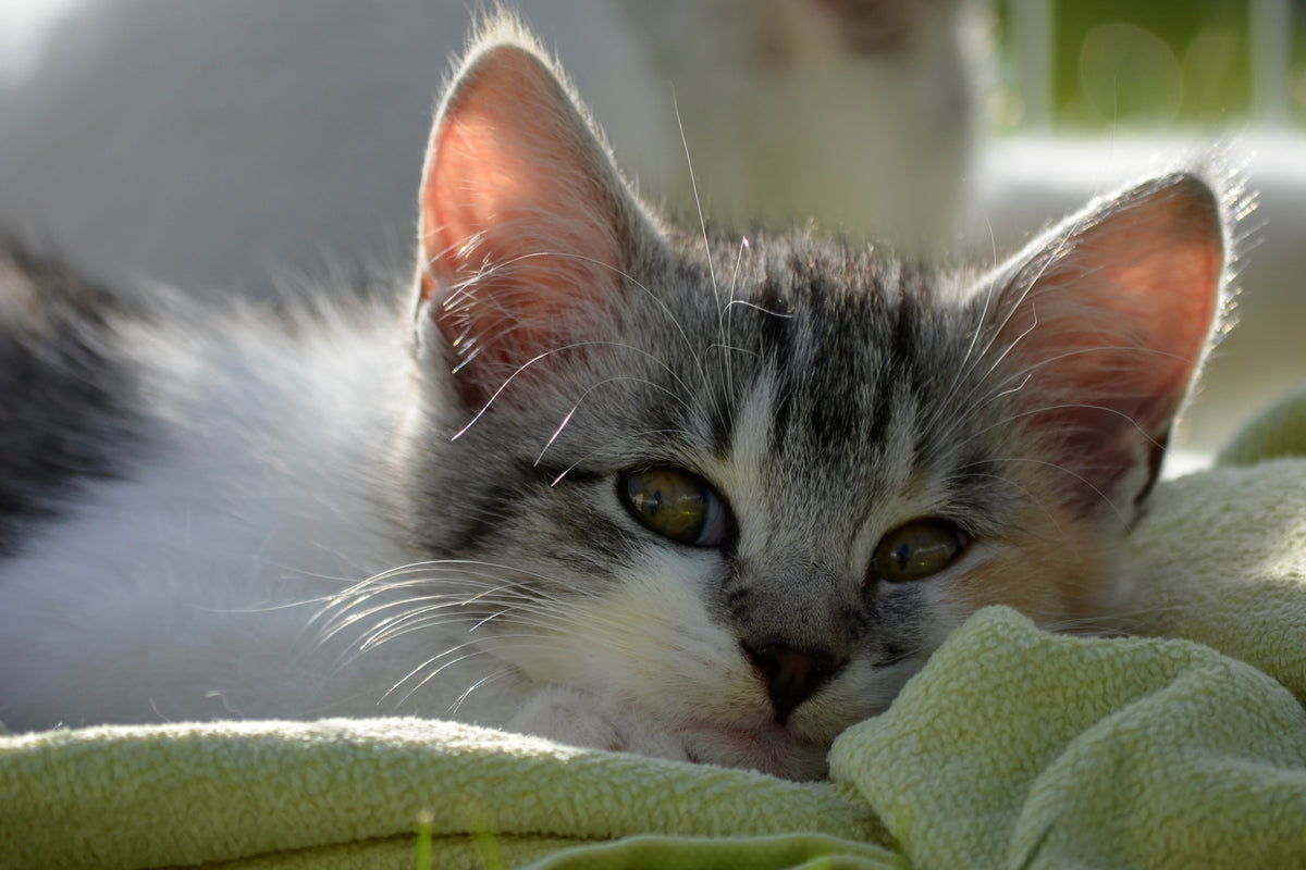 3-piece-aluminium-print-in-love-with-kitten