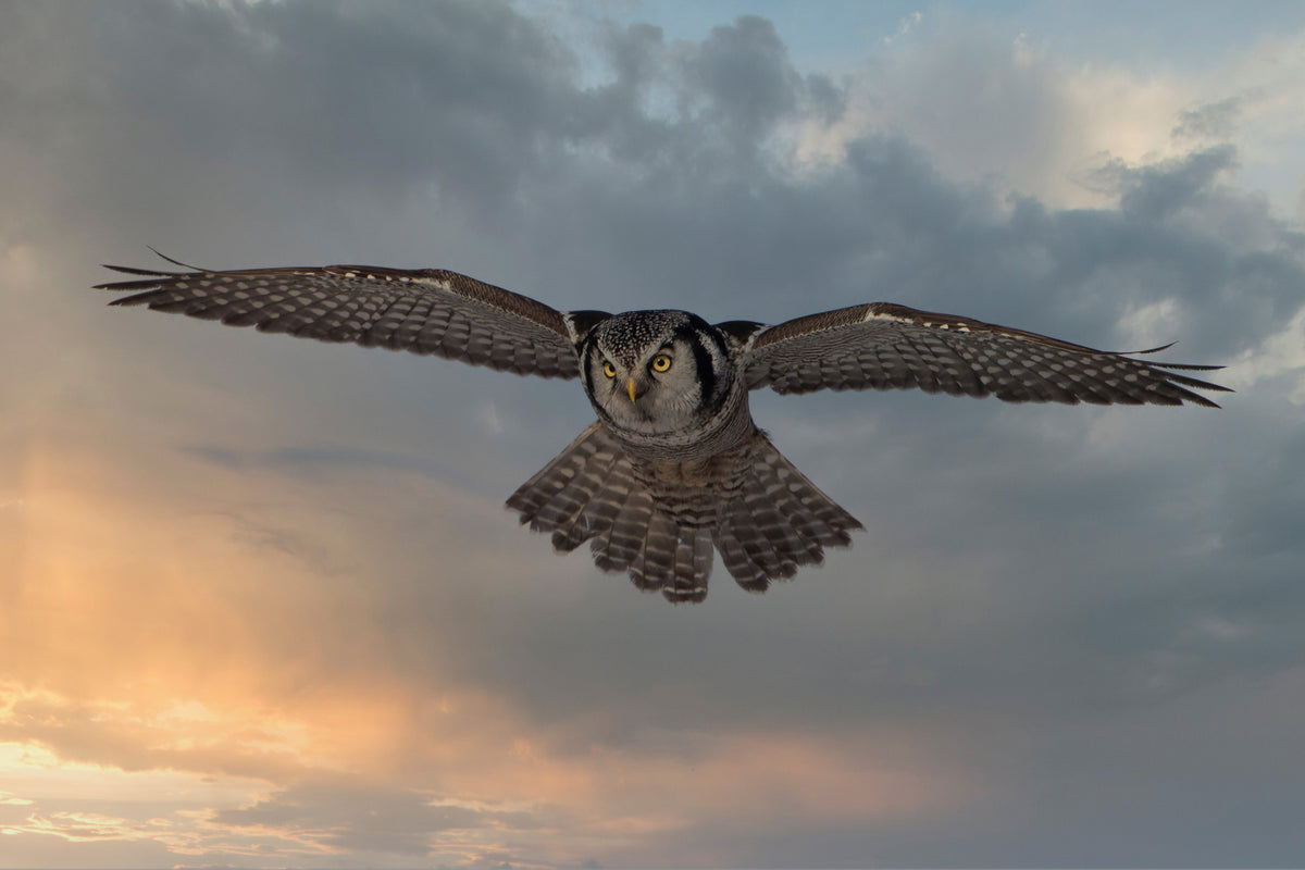 acrylic-print-sky-patrol-x