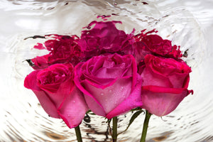 modern-3-piece-aluminium-print-the-rose-reflection