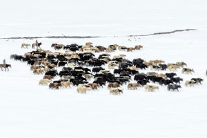 framedposter-print-yaks-in-snow