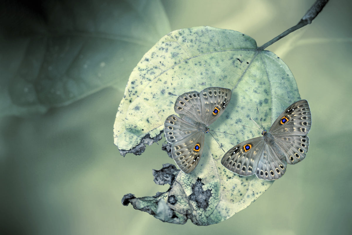 framedcanvas-print-duet
