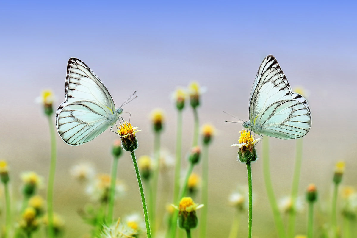 3-piece-acrylic-print-2-butterflies