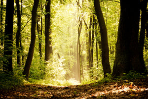 poster-print-sunrise-in-the-forest