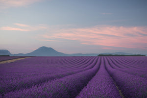 canvas-print-lavender-field