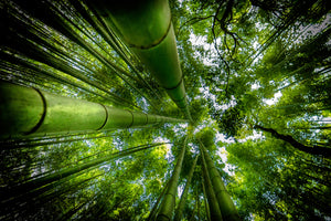 poster-print-arashiyama-x
