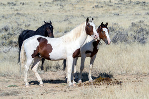 canvas-print-3-wild-horses