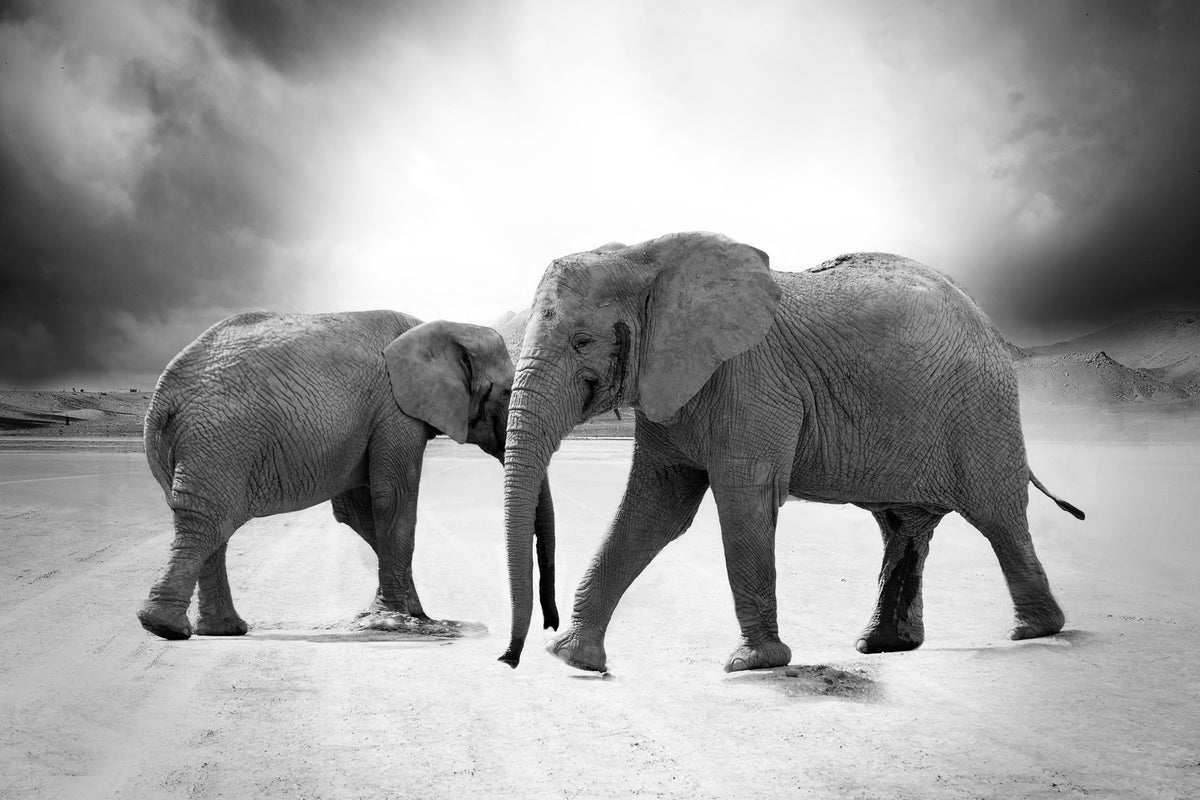 framedposter-print-2-elephants-sw