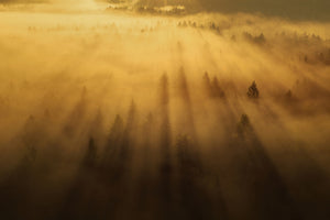 aluminium-print-morning-in-the-forest-xil