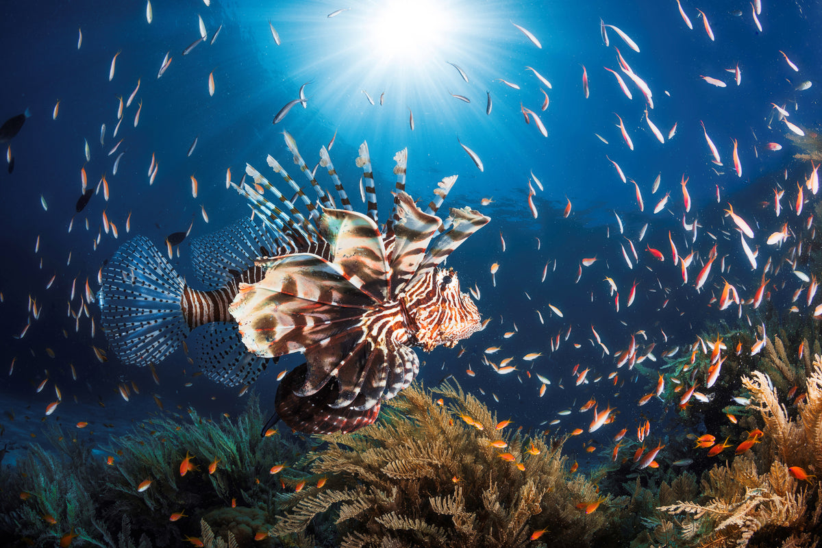 3-piece-aluminium-print-lionfish