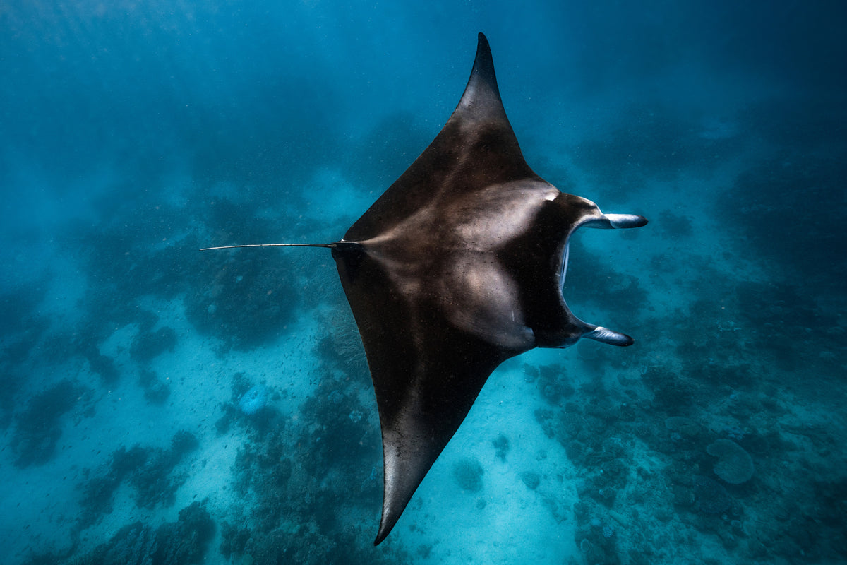 aluminium-print-manta-fly