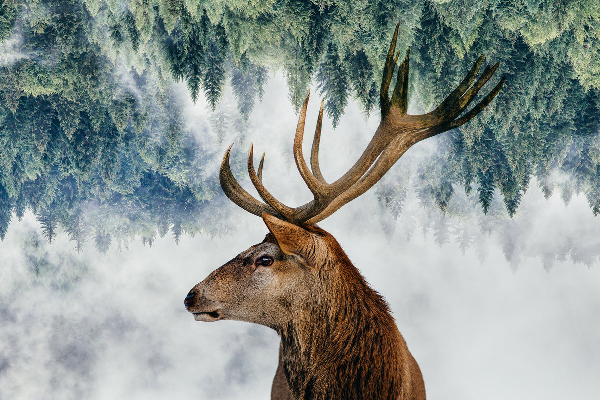canvas-print-the-deer-and-the-woods-x