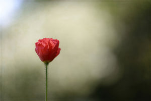 aluminium-print-red-poppy
