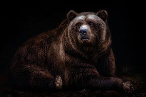 framedposter-print-bear-portrait-xav