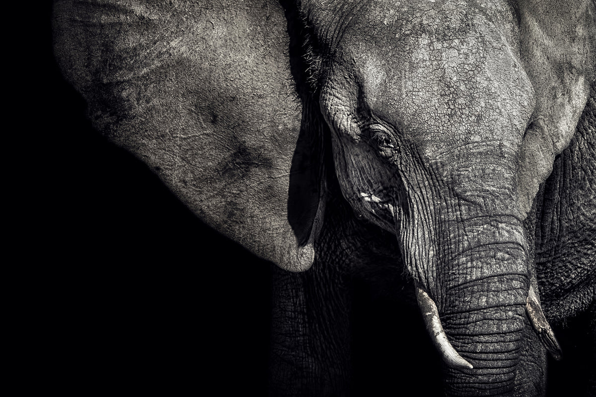 3-piece-acrylic-print-the-matriarch