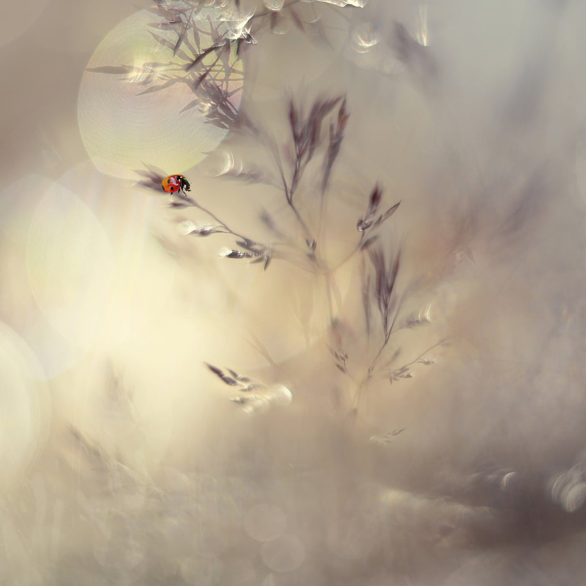 9-piece-canvas-print-little-lady