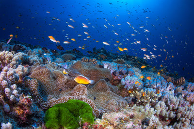 poster-print-anemon-and-anthias-x