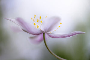 acrylic-print-nemorosa-ii