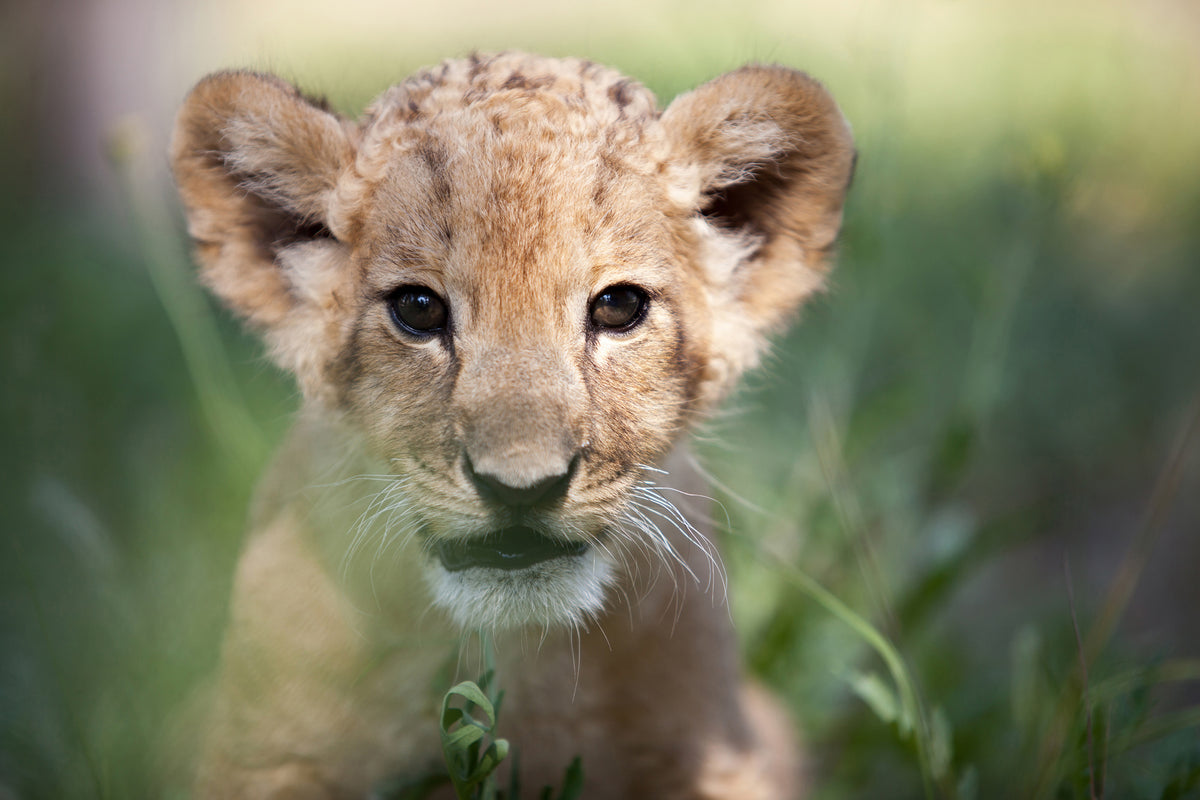 framedcanvas-print-lion-baby